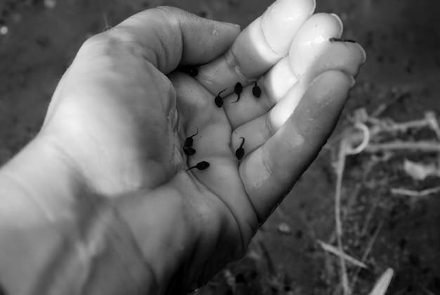 A close-up image showing a hand planting a seed in fertile soil, symbolizing the initial stage of growth for a startup with seed funding.
